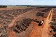 Picture taken with drone of tree chipper working on biomass production in a rubber plantation that was eradicated - Planalto city - Sao Paulo state (SP) - Brazil