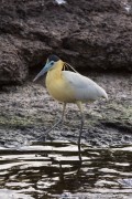 Capped Heron (Pilherodius pileatus) - Refugio Caiman - Miranda city - Mato Grosso do Sul state (MS) - Brazil