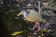 Gray-necked Wood-Rail (Aramides cajaneus) - Refugio Caiman - Miranda city - Mato Grosso do Sul state (MS) - Brazil