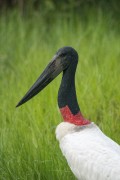 Jabiru (Jabiru mycteria) - Refugio Caiman - Miranda city - Mato Grosso do Sul state (MS) - Brazil