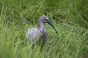 Plumbeous Ibis (Theristicus caerulescens) - Refugio Caiman - Miranda city - Mato Grosso do Sul state (MS) - Brazil