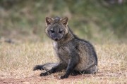 Crab-eating Fox (Cerdocyon thous) - Refugio Caiman - Miranda city - Mato Grosso do Sul state (MS) - Brazil