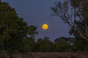 Pantanal landscape view at sunset - Caiman Refuge - Miranda city - Mato Grosso do Sul state (MS) - Brazil