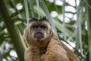 Capuchin (Sapajus cay) - Refugio Caiman - Miranda city - Mato Grosso do Sul state (MS) - Brazil