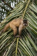 Capuchin (Sapajus cay) - Refugio Caiman - Miranda city - Mato Grosso do Sul state (MS) - Brazil