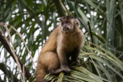 Capuchin (Sapajus cay) - Refugio Caiman - Miranda city - Mato Grosso do Sul state (MS) - Brazil