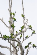 Nanday Parakeet (Aratinga nenday) on dry tree - Refugio Caiman - Miranda city - Mato Grosso do Sul state (MS) - Brazil