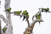 Nanday Parakeet (Aratinga nenday) on dry tree - Refugio Caiman - Miranda city - Mato Grosso do Sul state (MS) - Brazil