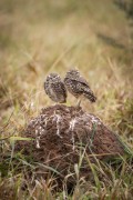 Burrowing Owl (Athene cunicularia) - Refugio Caiman - Miranda city - Mato Grosso do Sul state (MS) - Brazil