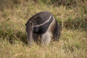 Giant anteater (Myrmecophaga tridactyla) - Pantanal - Refugio Caiman - Miranda city - Mato Grosso do Sul state (MS) - Brazil