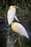 Capped Heron (Pilherodius pileatus) - Refugio Caiman - Miranda city - Mato Grosso do Sul state (MS) - Brazil