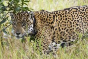 Jaguar with GPS collar for animal tracking (Panthera onca) - Refugio Caiman - Miranda city - Mato Grosso do Sul state (MS) - Brazil