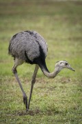 Greater Rhea (Rhea americana) - Refugio Caiman - Miranda city - Mato Grosso do Sul state (MS) - Brazil