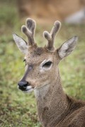 Pampas deer (Ozotoceros bezoarticus) - Refugio Caiman - Miranda city - Mato Grosso do Sul state (MS) - Brazil