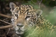 Jaguar with GPS collar for animal tracking (Panthera onca) - Refugio Caiman - Miranda city - Mato Grosso do Sul state (MS) - Brazil