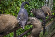 Detail of ring-tailed coatis (Nasua nasua) - Iguazu National Park - Puerto Iguazu city - Misiones province - Argentina