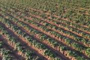 Picture taken with drone of irrigated sweet potato plantation with central pivot - Zacarias city - Sao Paulo state (SP) - Brazil