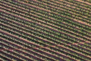 Picture taken with drone of irrigated sweet potato plantation with central pivot - Zacarias city - Sao Paulo state (SP) - Brazil