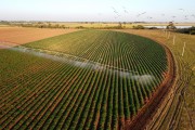 Picture taken with drone of irrigated sweet potato plantation with central pivot - Zacarias city - Sao Paulo state (SP) - Brazil