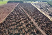 Picture taken with drone of eradicated rubber to give way to sugarcane plant - Planalto city - Sao Paulo state (SP) - Brazil