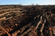 Eradicated rubber to give way to sugarcane plant - Planalto city - Sao Paulo state (SP) - Brazil