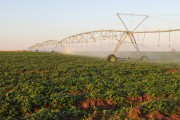 Irrigated sweet potato plantation with central pivot - Zacarias city - Sao Paulo state (SP) - Brazil