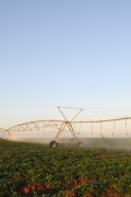 Irrigated sweet potato plantation with central pivot - Zacarias city - Sao Paulo state (SP) - Brazil