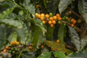 Coffee plantation - Alto Jequitiba city - Minas Gerais state (MG) - Brazil