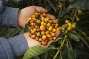 Detail of hands holding coffee beans - Alto Jequitiba city - Minas Gerais state (MG) - Brazil