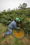 Person manually harvesting coffee - Alto Jequitiba city - Minas Gerais state (MG) - Brazil