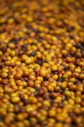 Detail of raw coffee beans - Alto Jequitiba city - Minas Gerais state (MG) - Brazil