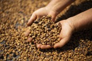 Detail of hands holding toasted coffee beans - Alto Jequitiba city - Minas Gerais state (MG) - Brazil