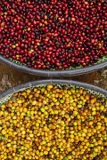 Detail of raw coffee beans - Alto Jequitiba city - Minas Gerais state (MG) - Brazil