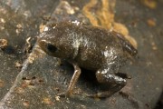 Golden-breasted frog (Brachycephalus brunneus) - Atlantic Forest - Parana state (PR) - Brazil