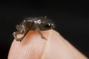 Golden-breasted frog (Brachycephalus brunneus) - Atlantic Forest - Parana state (PR) - Brazil