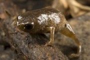 Golden-breasted frog (Brachycephalus brunneus) - Atlantic Forest - Parana state (PR) - Brazil