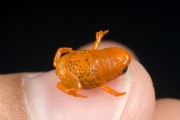 Golden-breasted frog (Brachycephalus brunneus) - Atlantic Forest - Parana state (PR) - Brazil