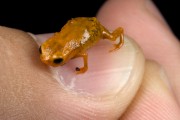 Golden-breasted frog (Brachycephalus brunneus) - Atlantic Forest - Parana state (PR) - Brazil