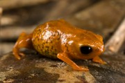 Golden-breasted frog (Brachycephalus brunneus) - Atlantic Forest - Parana state (PR) - Brazil