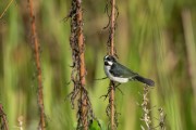 Lined Seedeater (Sporophila lineola) - Iguape city - Sao Paulo state (SP) - Brazil