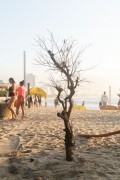 Detail of a tree on Copacabana Beach - Rio de Janeiro city - Rio de Janeiro state (RJ) - Brazil