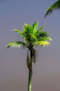 Palm tree on Copacabana Beach - Rio de Janeiro city - Rio de Janeiro state (RJ) - Brazil