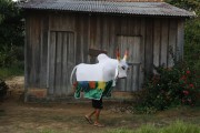 Popular folklore of Boi Estrelinha in the Perpetuo Socorro Community - Parintins city - Amazonas state (AM) - Brazil