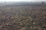 Picture taken with drone of sugarcane fields burned by fire in rural area - Moncoes city - Sao Paulo state (SP) - Brazil