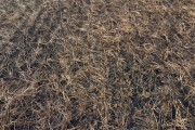 Picture taken with drone of sugarcane fields burned by fire in rural area - Moncoes city - Sao Paulo state (SP) - Brazil