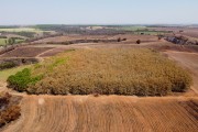 Picture taken with drone of rubber trees hit by a fire in a rural area - Poloni city - Sao Paulo state (SP) - Brazil