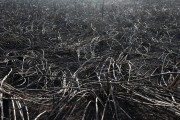 Picture taken with drone of sugarcane fields burned by fire in rural area - Moncoes city - Sao Paulo state (SP) - Brazil