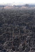 Picture taken with drone of sugarcane fields burned by fire in rural area - Moncoes city - Sao Paulo state (SP) - Brazil