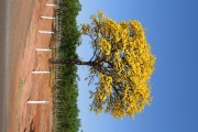 Flowery Yellow Ipe tree on rural property - Poloni city - Sao Paulo state (SP) - Brazil