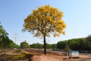 Flowery Yellow Ipe tree on rural property - Poloni city - Sao Paulo state (SP) - Brazil